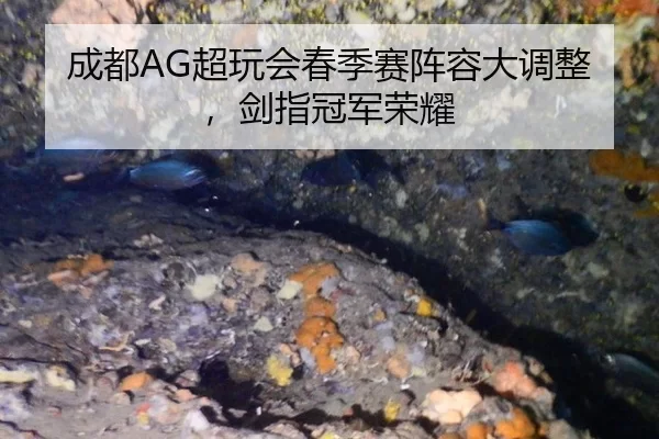 成都AG超玩会春季赛阵容大调整，剑指冠军荣耀